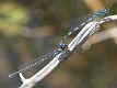 J14_1152 Coenagrion mercuriale tandem